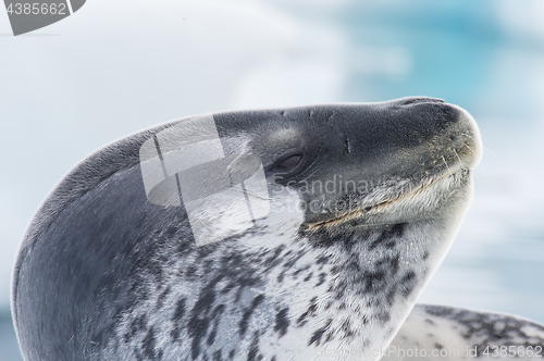 Image of Head shot of a Leopard seal on an ice