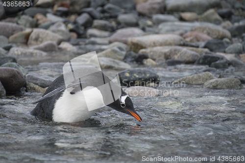 Image of Gentoo Penguin on the beach