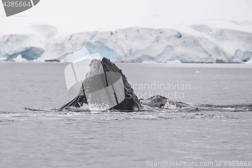 Image of Humpback Whale feeding krill