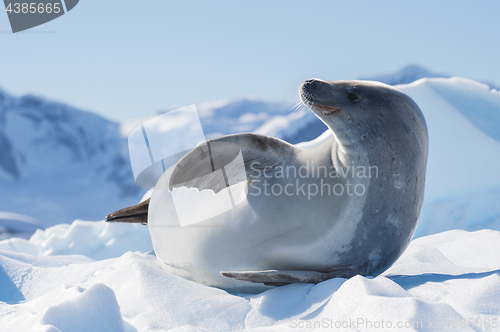 Image of Crabeater seal on ice flow, Antarctica