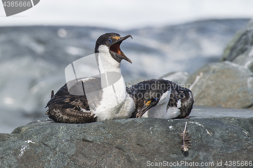 Image of Antarctic Shag close up