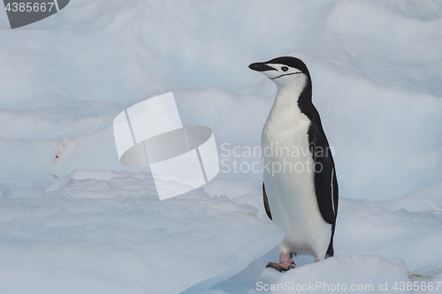 Image of Chinstrap Penguin on the ice