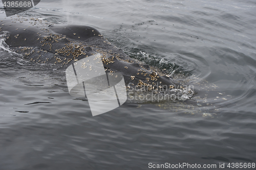 Image of Humpback Whale close up