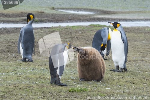 Image of King Penguins with chick