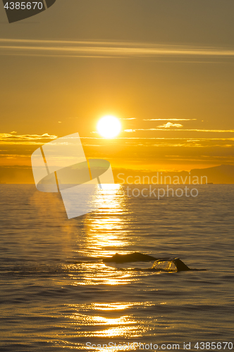 Image of Sunset and Whales in Antarctica