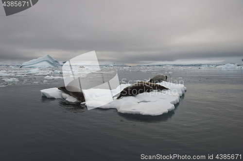 Image of Crabeater seals on ice flow, Antarctica