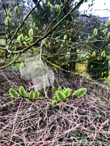 Image of Pussy willow branches with catkins