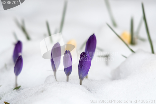 Image of Spring season with crocus flowers in snow