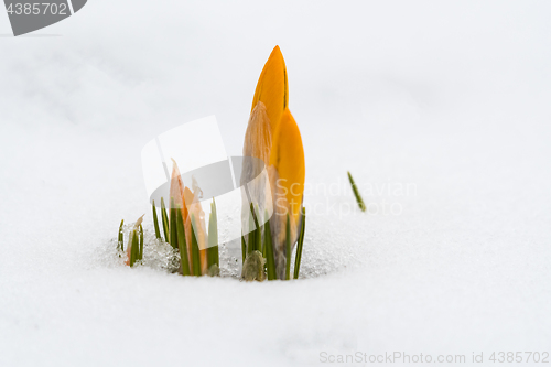 Image of Yellow crocus buds in snow