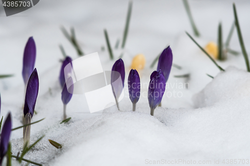 Image of Violet crocuses in asnowy flower bed