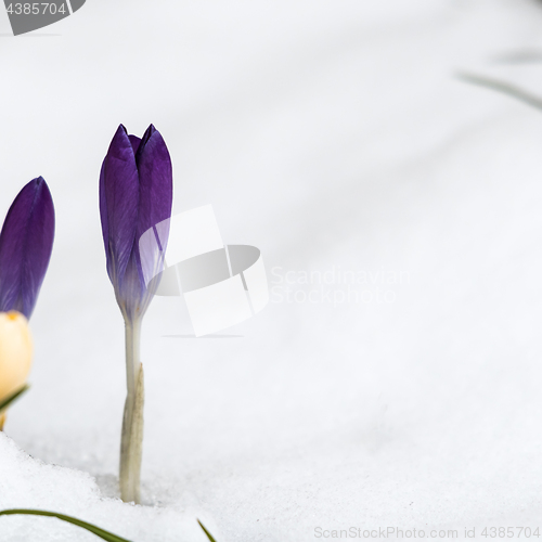 Image of Violet crocus flower in snow