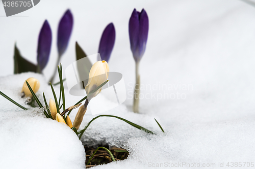 Image of Springtime with crocuses and melting snow