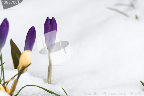 Image of Closeup of a violet crocus flower in snow