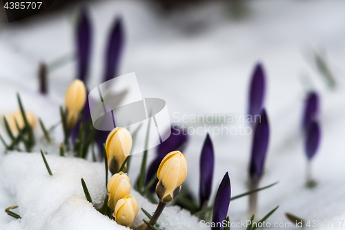 Image of Yellow crocuses in melting snow