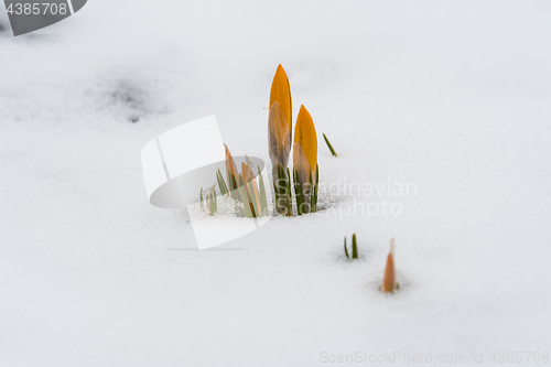 Image of Awakening flowers in snow