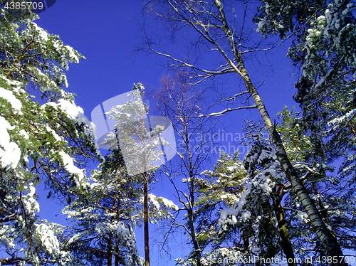 Image of snovy trees on winter