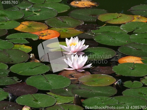 Image of Waterlily flower