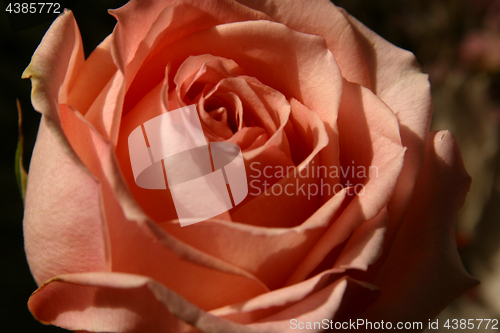 Image of Red rose