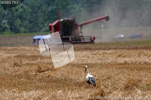 Image of Stork in wheat field