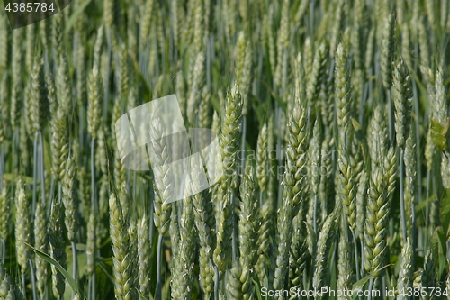 Image of Wheat growing in field