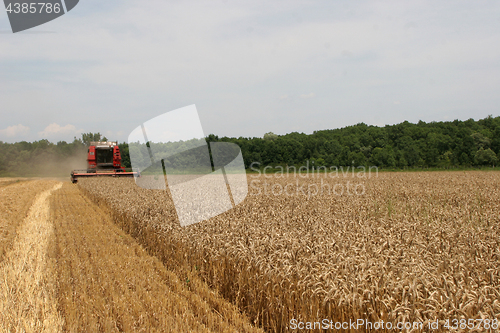 Image of Combine harvesting wheat