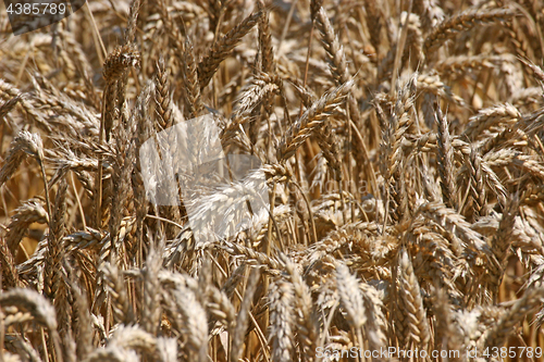 Image of Golden wheat field