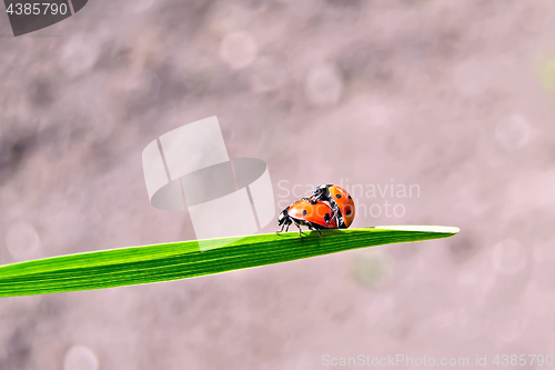 Image of Ladybugs on background of soil