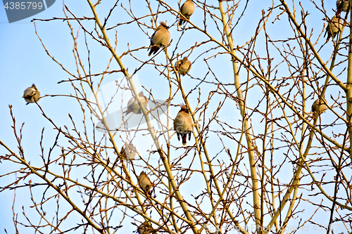 Image of Waxed on poplar branches