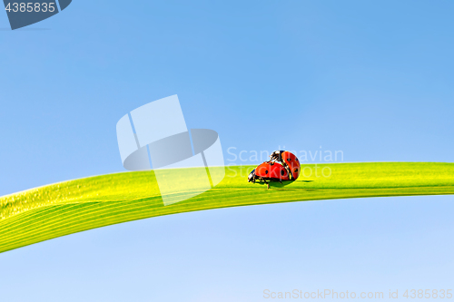 Image of Ladybugs on background of sky