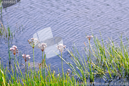 Image of Butomus umbellatus on lake