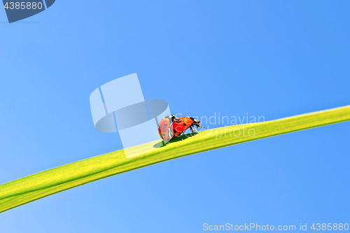 Image of Ladybugs on background of blue sky