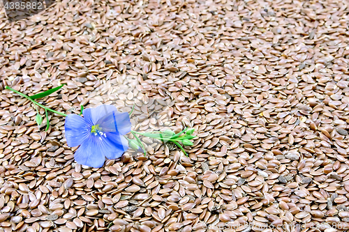 Image of Linen seeds brown with flower