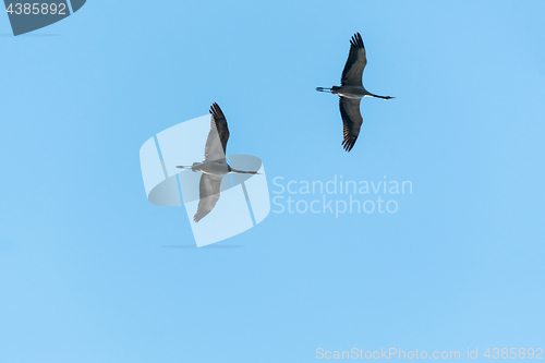 Image of Flying Crane Couple