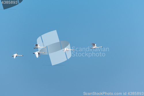 Image of Beautiful white swans by a blue sky