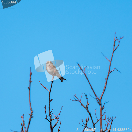 Image of Sunlit Linnet songbird on a twig