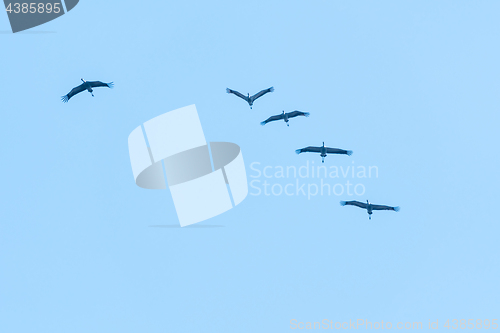 Image of Flock with flying cranes