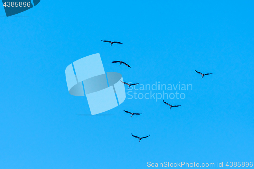 Image of Migrating Common Cranes in  V formation