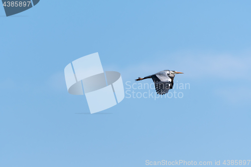 Image of Flying Grey Heron by a blue sky