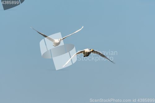 Image of Front view of two flying swans