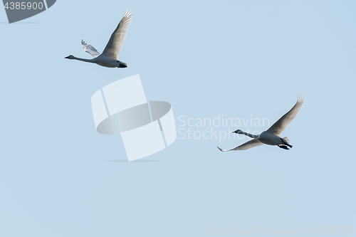 Image of Migrating whooper swans