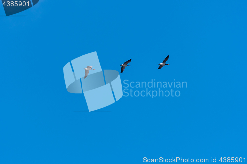 Image of Migrating waterfowls by a clear blue sky