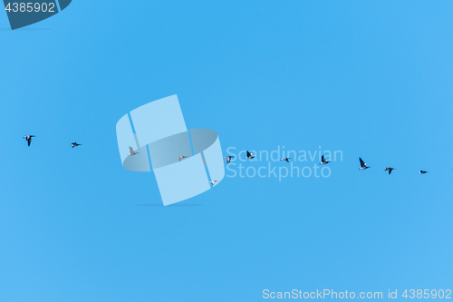 Image of Migrating geese in a row