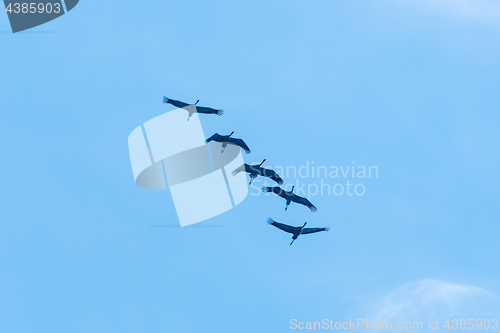 Image of Formation of flying Common Cranes