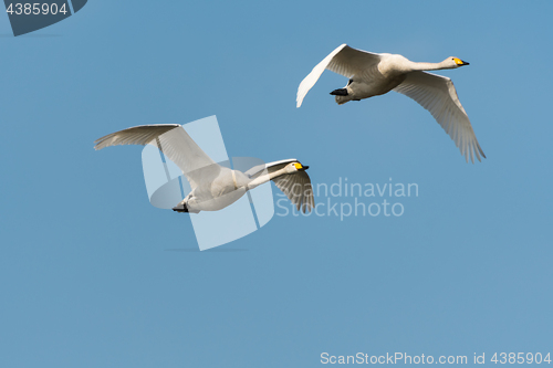 Image of Pair of flying white swans