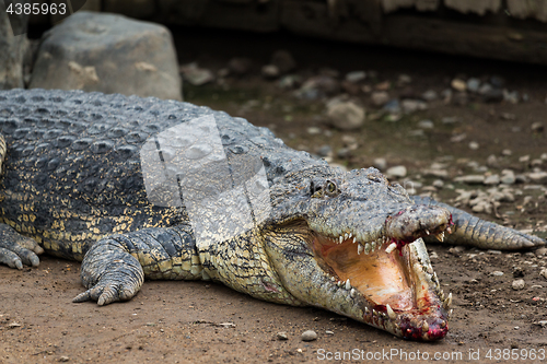 Image of Crocodile bleeding on mouth