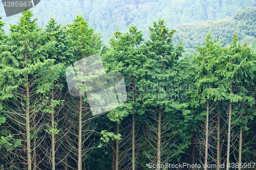 Image of Green forest