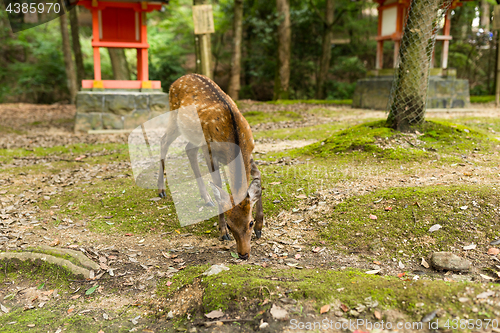 Image of Deer eating grass in the park