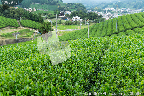 Image of Fresh tea field