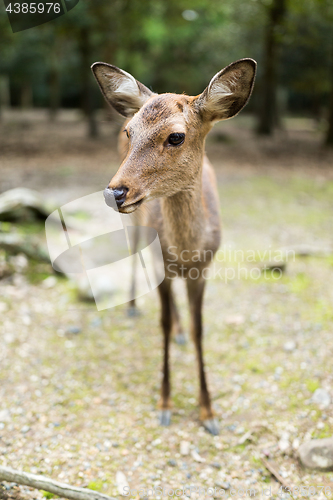 Image of Cute deer