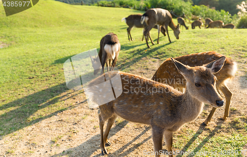 Image of Group of Deer in Nara